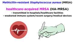 Methicillin-Resistant Staphylococcus aureus (MRSA) Instructional Video