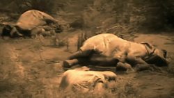 Elephant Hunting and Domestication Instructional Video