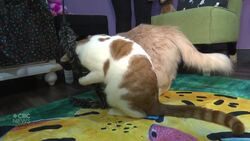 Step inside Windsor's new cat café News Clip