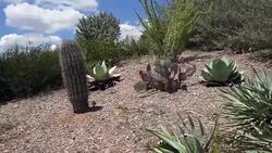 Cactus and Other Desert Plants on a Hill Side Panning Video Stock Footage