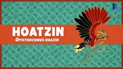 The Bizarre Beast with Claws on Its Wings Instructional Video