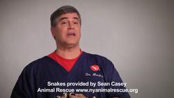 How to Feed a Corn Snake Instructional Video