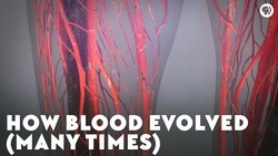 How Blood Evolved (Many Times) Instructional Video