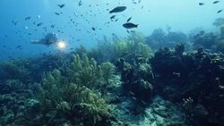 Seascape of coral reef in the Caribbean Sea around Curacao at dive site Mako's Mountain Stock Footage