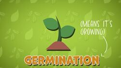 I WONDER - What Does A Seed Need? Instructional Video