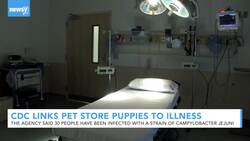CDC Links Pet Store Puppies To Antibiotic-Resistant Outbreak News Clip