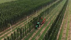 Farmer harvesting hops field with tractor Stock Footage