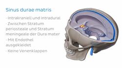 Sinus petrosus Instructional Video