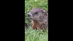The groundhog is the star of the Canadian Grand Prix News Clip