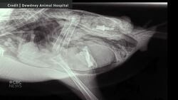 #TheMoment a Canada goose had an arrow removed after 7 months Instructional Video