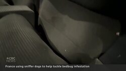 Parisiens panic over bedbugs News Clip