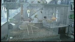 Pets Instructional Video