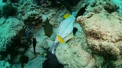 marine life eating tuna dead skeleton on seabed, Maldives Stock Footage