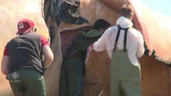 Necropsies completed on 3 North Atlantic right whales News Clip