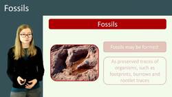 Fossils: Evidence for Evolution and Extinction Instructional Video