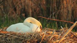 Swans! Swan Facts for Kids Instructional Video