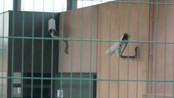 CLEAN : Prison where pardoned Catalan separatists are expected to be released News Clip