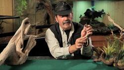 3 Cool Facts about Tokay Geckos Instructional Video