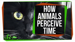 For Some Animals, The World Moves in Slow-Motion Instructional Video