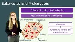 Structure and Function of Eukaryotic and Prokaryotic Cells Instructional Video
