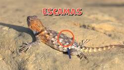 I WONDER - Why Do Reptiles Have Scales? Me Pregunto - Por Qué Tienen Escamas Los Reptiles? Instructional Video