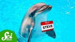 Four Animals That Give Each Other Names Instructional Video