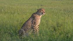Beautiful shots of cheetah across the Tuli Block and Masai Mara. Instructional Video