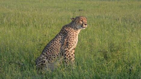 Beautiful shots of cheetah across the Tuli Block and Masai Mara.