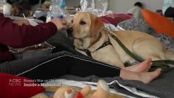 Displaced Ukrainians find shelter at Lviv university News Clip