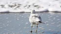 Seagull on beach Stock Footage