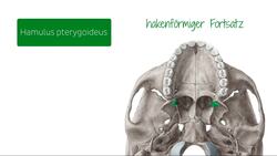 Kaudale Ansicht der Schädelbasis Instructional Video