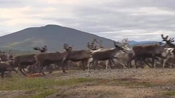 Reindeer Running on Tundra Stock Footage
