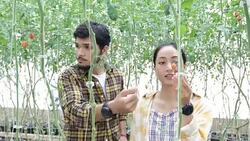 farm worker harvetsing tomatoes from organic garden Stock Footage