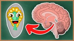 What Is The Pineal Gland and the Endocrine System? | How The Human Body Works Instructional Video