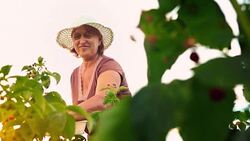 An elderly woman collects raspberries at sunset. Organic food. Stock Footage