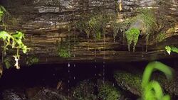 Clean creek in the forest near the waterfall. Stock Footage