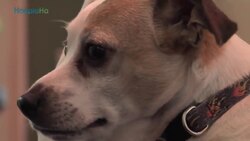 Kandu And Lucy Armless Therapy Dogs Instructional Video