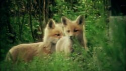 Foxes: Behavior, Habitat, and Survival Instructional Video