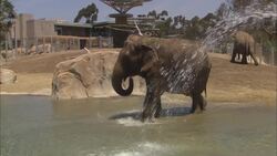 A Herd of Elephants Explores Their New Pool For the First Time Instructional Video