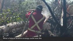 What a federal wildfire strategy could look like News Clip