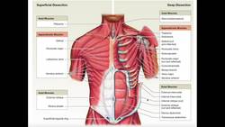 Major Muscles and Structures in the Anterior Abdominal Wall Instructional Video