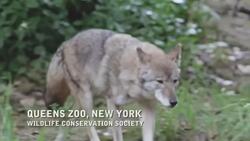 Are Coywolves taking over  the North East  News Clip