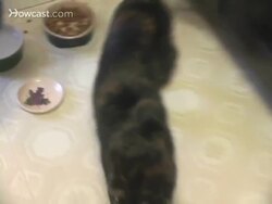 How to Train Your Cat to Play Fetch Instructional Video
