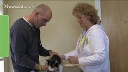 How to Avoid Common Cat Health Mistakes Instructional Video