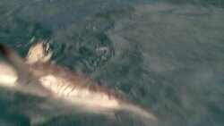 Bushwhacked! - Series 1 - Episode 7 (Turtles) Instructional Video