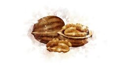 The Walnut illustration appearance Stock Footage