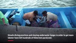 Lobster divers risk death, injury in Honduras Instructional Video