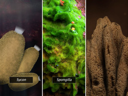 Phylum Porifera Instructional Video