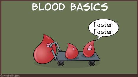 Circulatory System and Pathway of Blood Through the Heart