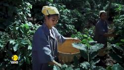 GST on Indian Coffee Down from 18% to 5% | Good News for Instant Coffee Drinkers News Clip